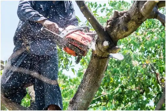 tree services Buffalo City